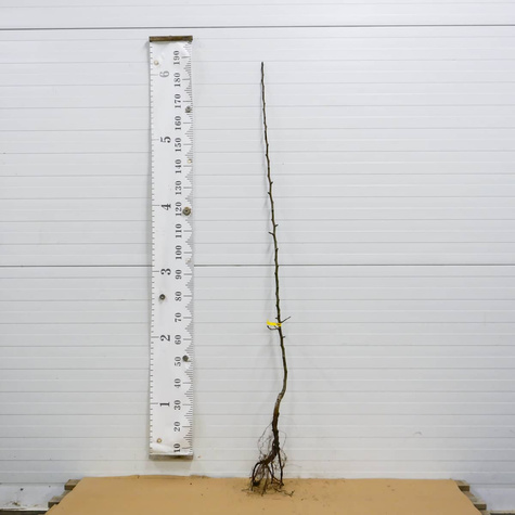 Asiatische Birne Nijisseiki (New Century) - Wurzelnackte Pflanze