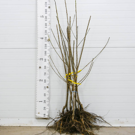 Süßkirsche Siestronka - Wurzelnackte Pflanze