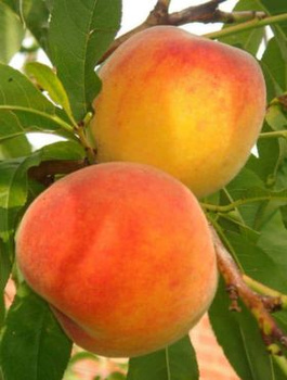 Pfirsichbaum Envoy - Wurzelnackte Pflanze