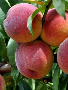 Pfirsichbaum Harbinger - Wurzelnackte Pflanze