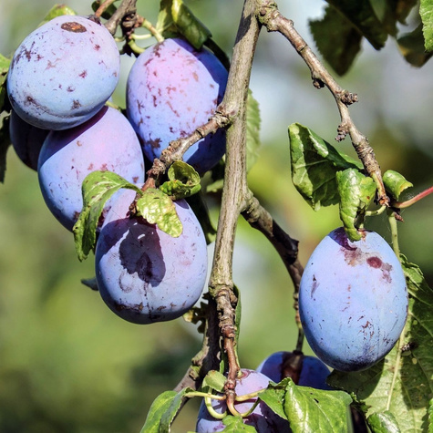 Pflaumenbaum Silvia - Wurzelnackte Pflanze 