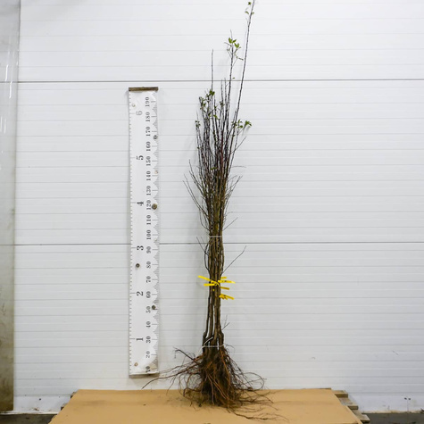 Pflaume Frühzwetschge - Wurzelnackte Pflanze