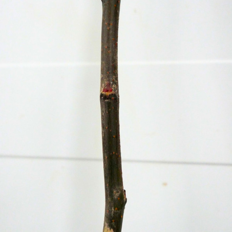 Birnenquitte Bereczki - Wurzelnackte Pflanze