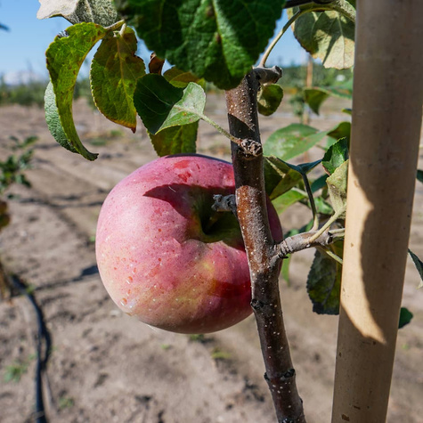 Apfelbaum Lobo - Wurzelnackte Pflanze