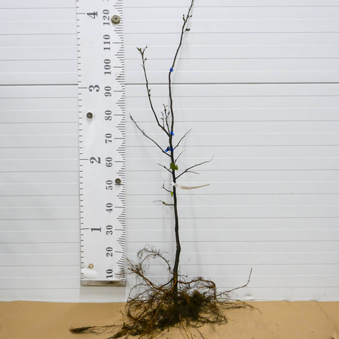 Birnenquitte Wolgograder Weichfruchtige - Wurzelnackte Pflanze