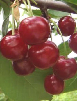 Sauerkirsche Turgieniewska - Wurzelnackte Pflanze