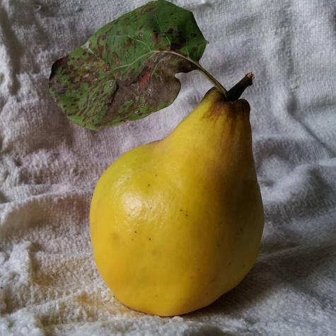 Birnenquitte Ursynowska große Früchte Obstbaum Birnenquitte 80cm / 140cm