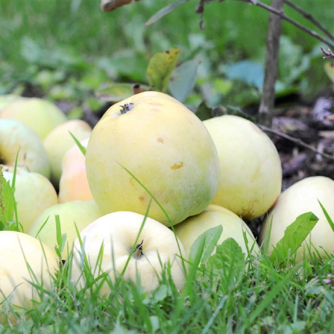 Apfelbaum Antonówka - Wurzelnackte Pflanze