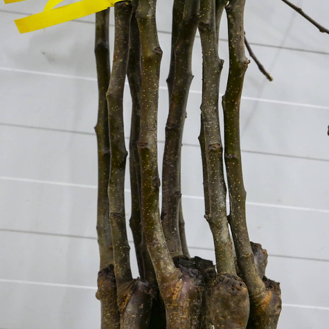 Apfelbaum Ligol - Wurzelnackte Pflanze