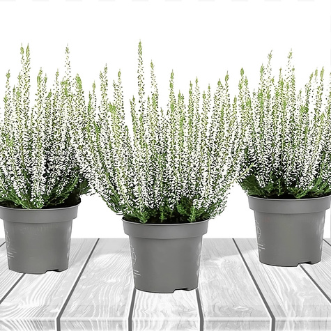 3x Weiße Knospenheide – Pflanzenset