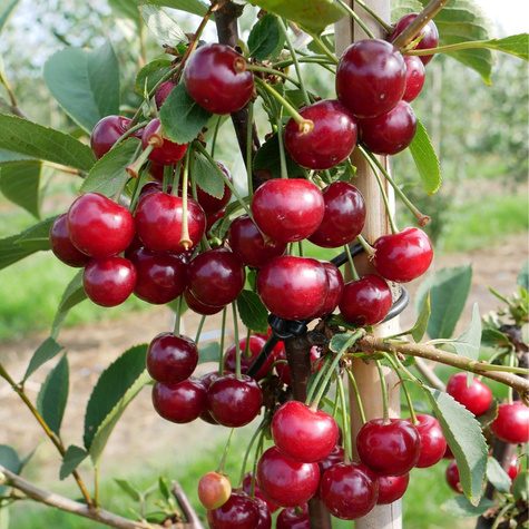 Sauerkirsche Nana - Wurzelnackte Pflanze