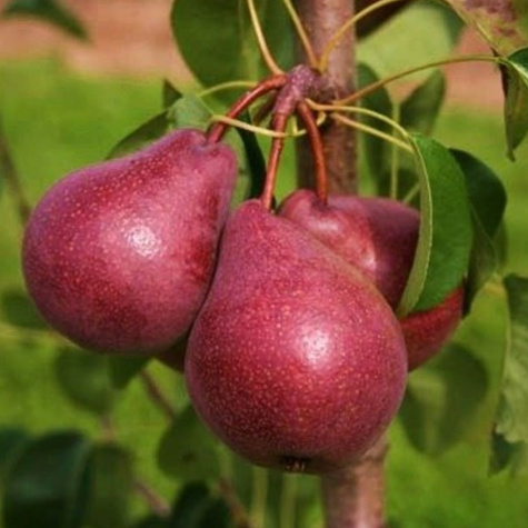 Birnenbaum Red Bonkreta Williamsa rot Obstbaum Birne 80cm / 140cm