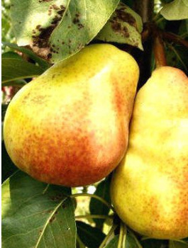 Birnenbaum Lipcówka - Wurzelnackte Pflanze